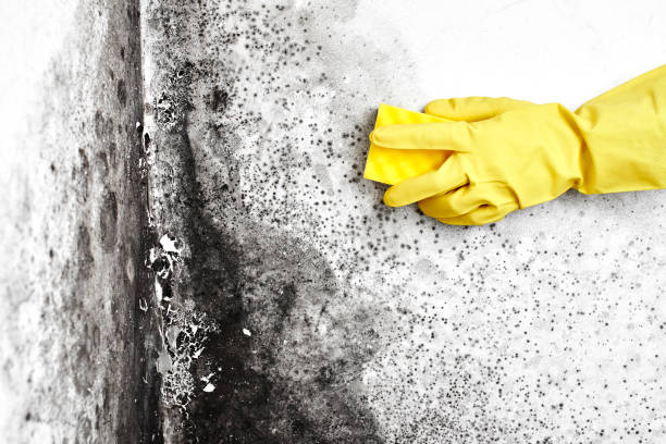 Best Commercial Mold Removal  in Mulberry, OH