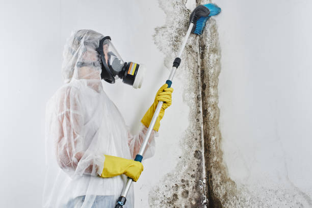 Best Residential Mold Removal  in Mulberry, OH