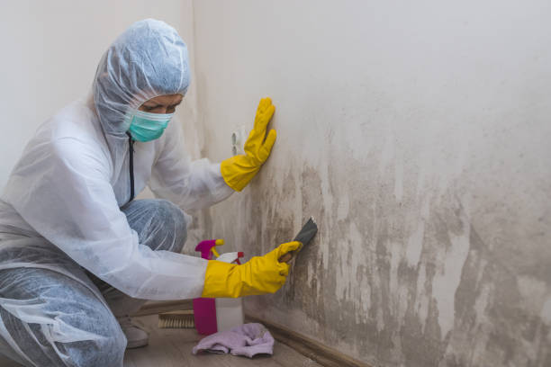 Best Mold Remediation  in Mulberry, OH