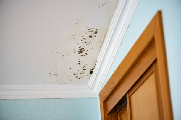 Best Mold Removal Process  in Mulberry, OH