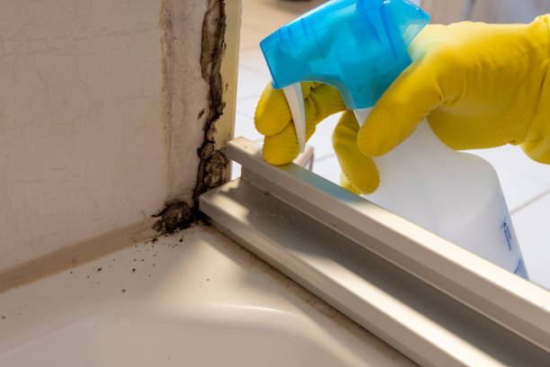 Best Attic Mold Removal  in Mulberry, OH