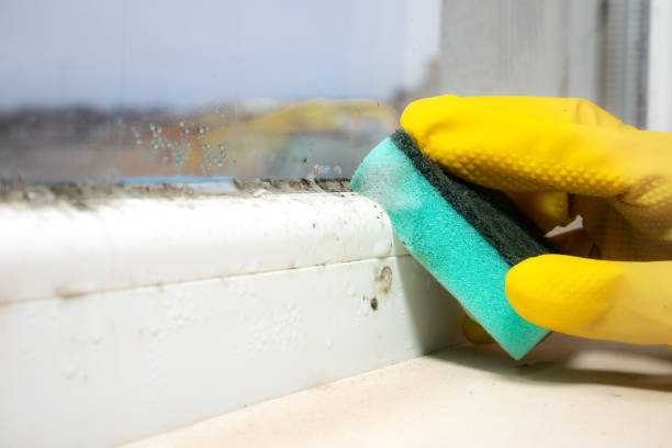 Best Emergency Mold Removal  in Mulberry, OH