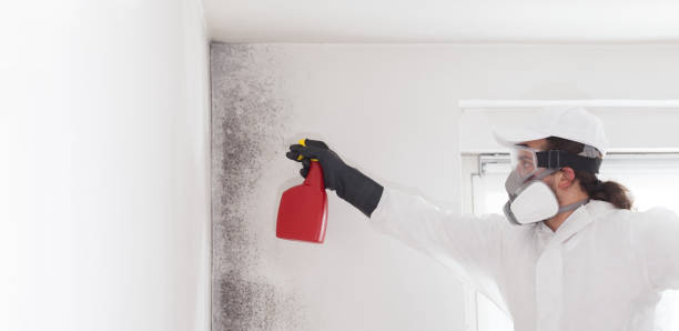 Best Black Mold Removal  in Mulberry, OH